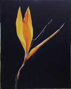 Russell Mason Bird of Paradise 949-715-0308