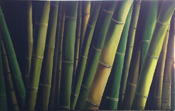 Russell Mason Bamboo 949-715-0308